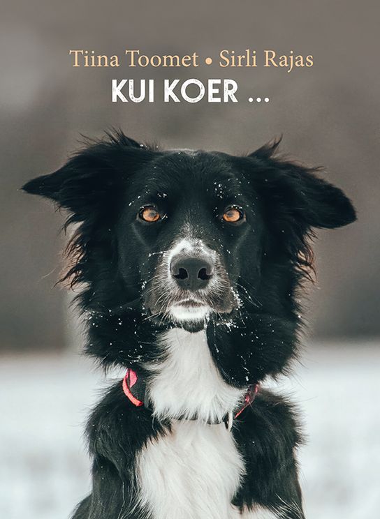 Kui koer